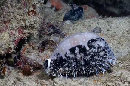 Lyncina vitellus  Hirsch-Kaurie 2 2