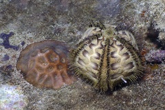 Microcyphus rousseaui  Rousseaus Seeigel 1 2