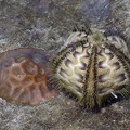 Microcyphus rousseaui  Rousseaus Seeigel 1 2