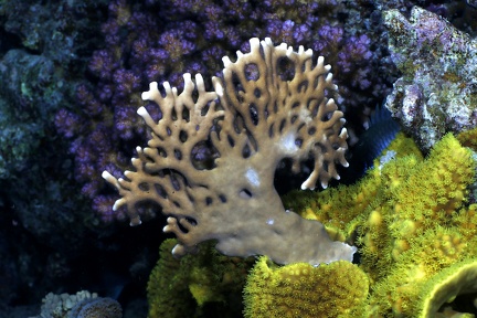 Millepora dichotoma  Netz-Feuerkoralle 1 2
