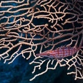 Oxycirrhites typus  Langnasen-Korallenw  chter 1 2