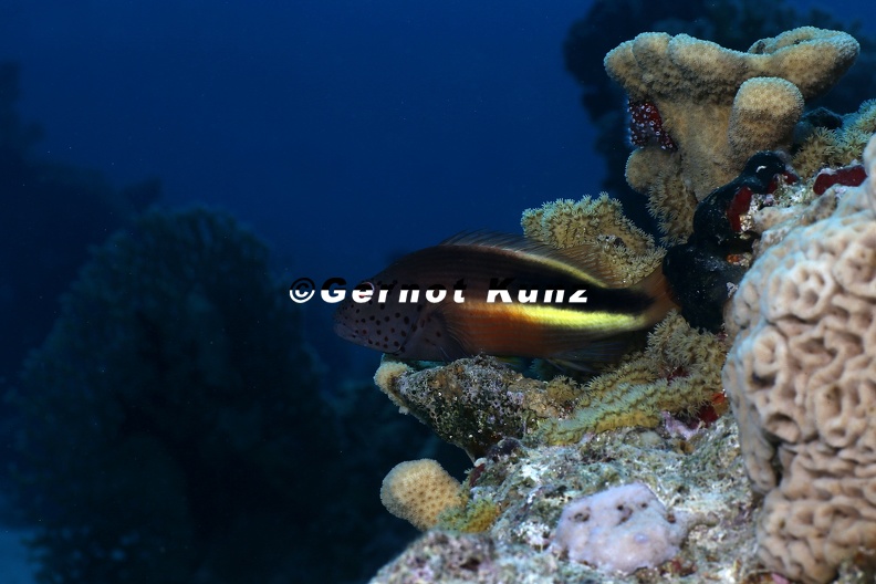 Paracirhites forsteri Gestreifter Korallenw chter 2 3 - Paracirhites_forsteri__Gestreifter_Korallenw__chter_2_3.jpg Paracirhites_forsteri__Gestreifter_Korallenw__chter_2_3.jpg