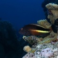 Paracirhites forsteri  Gestreifter Korallenw  chter 2 3