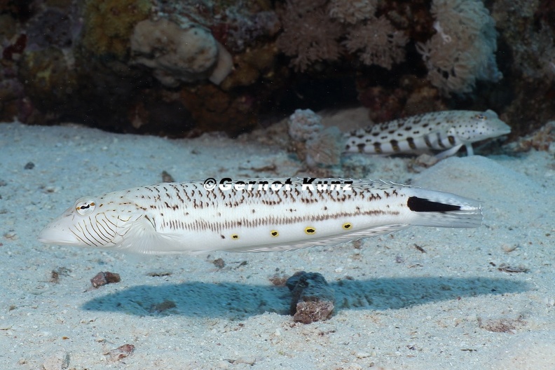 Parapercis hexophthalma Schwanzfleck-Sandbarsch 1 2 - Parapercis_hexophthalma__Schwanzfleck-Sandbarsch_1_2.jpg Parapercis_hexophthalma__Schwanzfleck-Sandbarsch_1_2.jpg