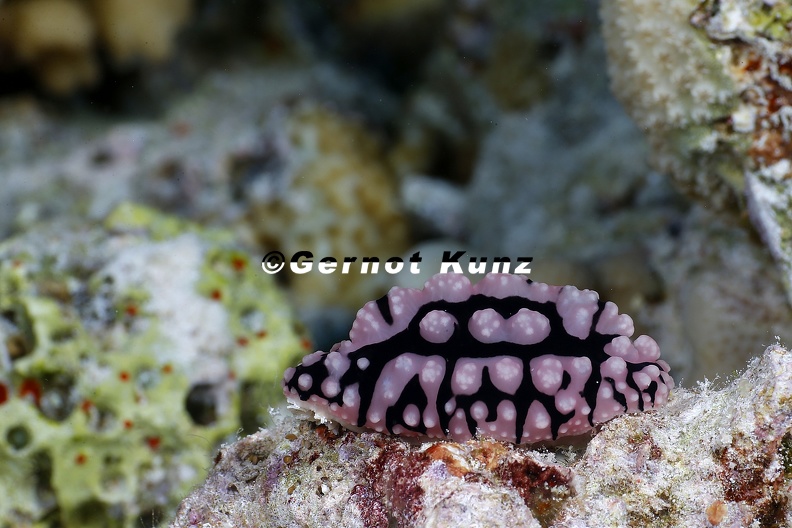Phyllidiella pustulosa Pustel-Warzenschnecke 1 2 - Phyllidiella_pustulosa__Pustel-Warzenschnecke_1_2.jpg Phyllidiella_pustulosa__Pustel-Warzenschnecke_1_2.jpg