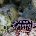 Phyllidiella pustulosa  Pustel-Warzenschnecke 1 2