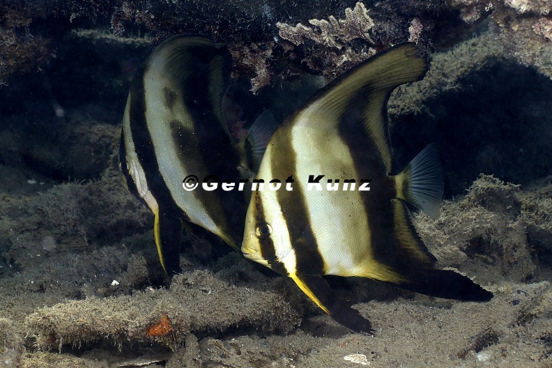 Platax_cf__orbicularis__Rundkopf-Fledermausfisch_Juv__1_2.jpg