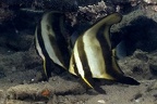 Platax cf  orbicularis  Rundkopf-Fledermausfisch Juv  1 2