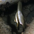 Platax cf  orbicularis  Rundkopf-Fledermausfisch Juv  4 2