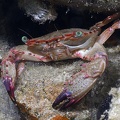 Portunidae  Schwimmkrabbe  indet  1 2