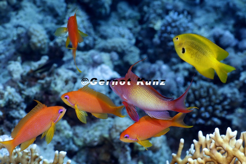 Pseudanthias_sqamipinnis__Juwelen-Fahnenbarsch_4_2.jpg