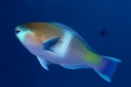 Scarus ferrugineus  Rostnacken-Papageifisch M1 2