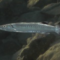 Sphyraena barrakuda  Gro  er Barrakuda 1 2