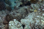 Synanceia verrucosa  Echter Steinfisch 1 2