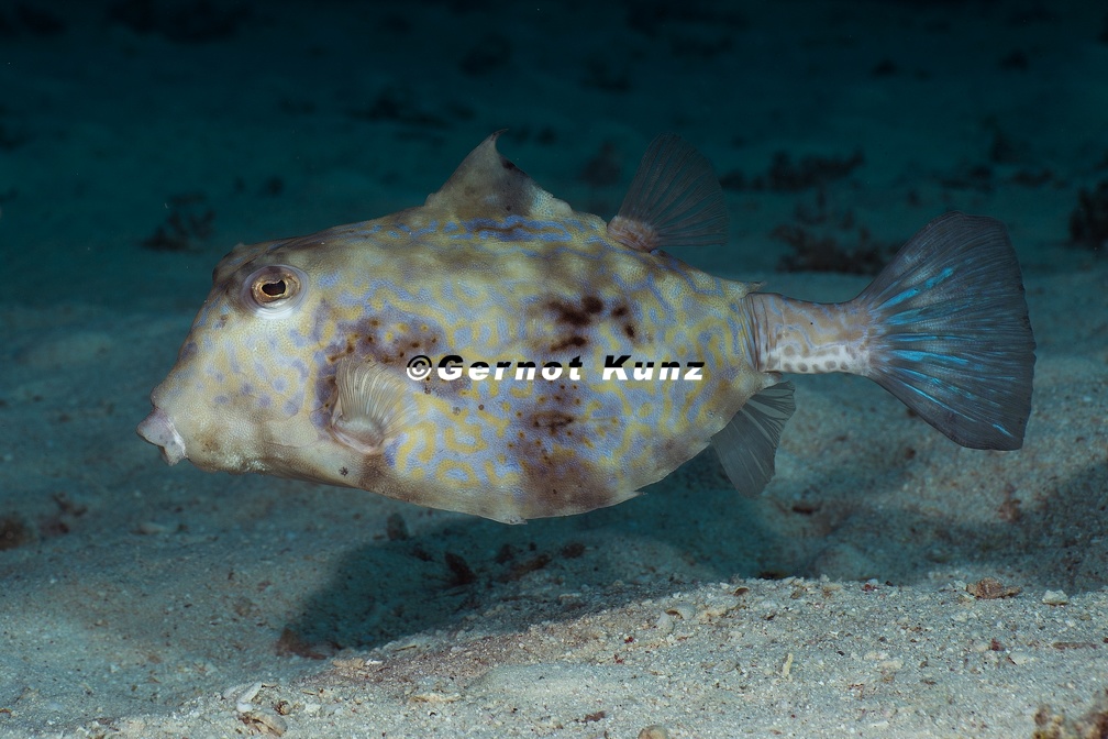 Tetrasomus gibbosus  Pyramiden-Kofferfisch 1 2