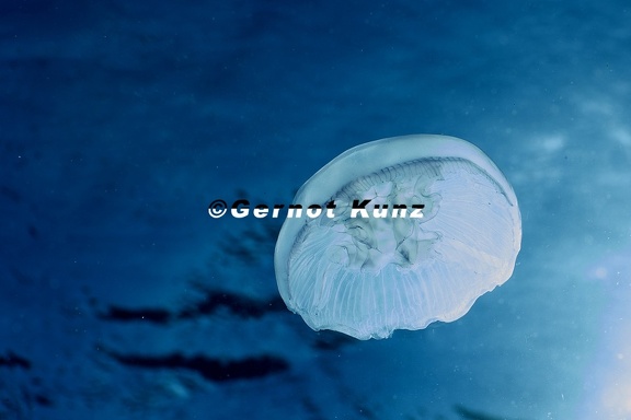 Aurelia sp   Ohrenqualle 6 2