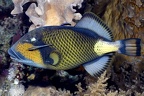 Balistoides viridescens  Titan triggerfish  Riesen-Dr  ckerfish 2 2