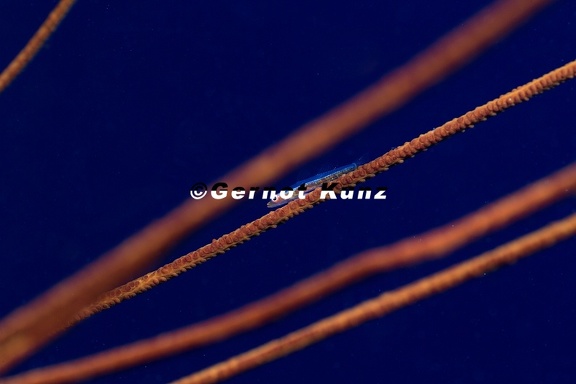 Bryaninops tigris  Gorgonian goby  Gorgonien-Zwerggrundel 1 2