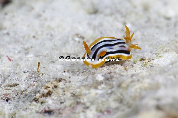 Chromodoris quadricolor  Pyjamaschnecke  2 2