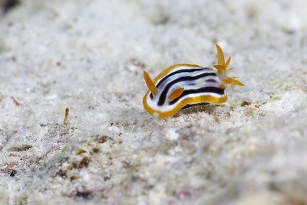Chromodoris quadricolor  Pyjamaschnecke  2 2