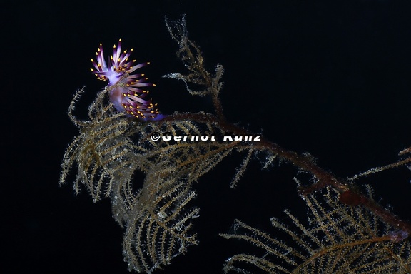 Flabellina bilas  Dekor-Fadenschnecke 1 2