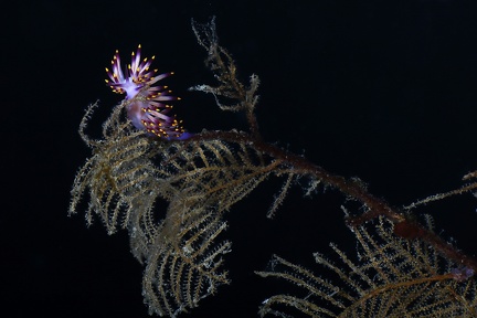 Flabellina bilas  Dekor-Fadenschnecke 1 2