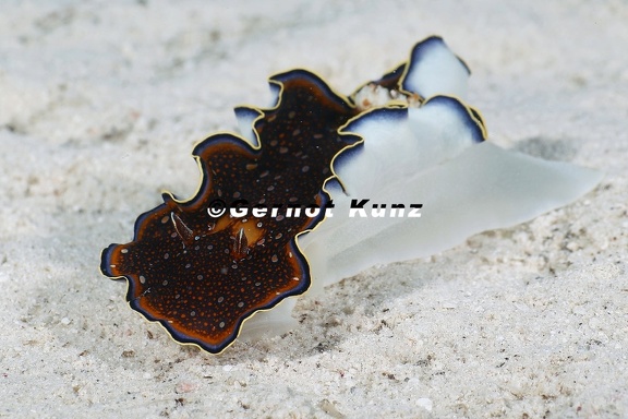 Glossodoris sp   Sternschnecke 1 2
