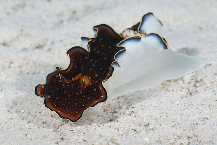 Glossodoris sp   Sternschnecke 1 2