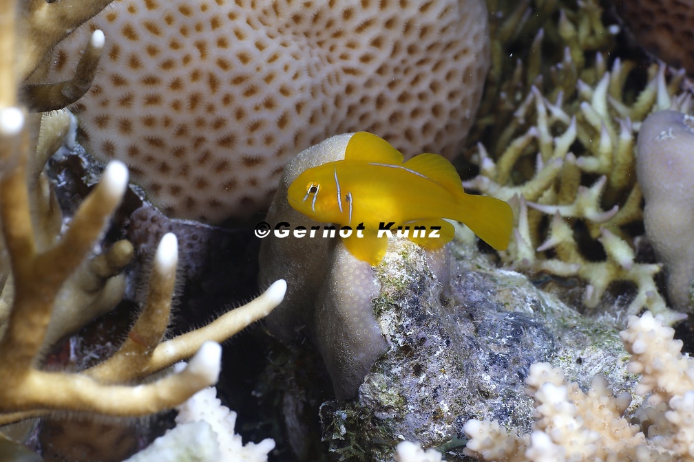 Gobiodon citrinus  Zitronen-Korallengrundel 3 2