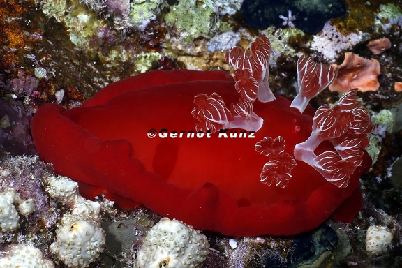 Hexabranchus sanguineus  Spanische T  nzerin 4 1