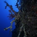 Korallen 1 2
