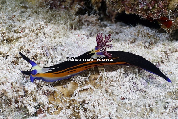 Nembrotha megalocera  Bighorn nembrotha  Rootmeer-Nembrotha 1 3