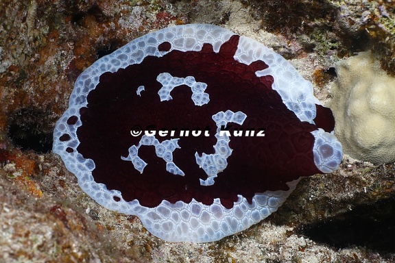 Pleurobranchus grandis  Gro  e Pleurobranche 6 2