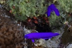 Pseudochromis fridmani  K  nig-Salomon-Zwergbarsch 2 2