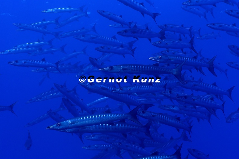 Sphyraena qenie Blackfin barracuda Querb nder-Barrakuda 2 2 - Sphyraena_qenie__Blackfin_barracuda__Querb__nder-Barrakuda_2_2.jpg Sphyraena_qenie__Blackfin_barracuda__Querb__nder-Barrakuda_2_2.jpg