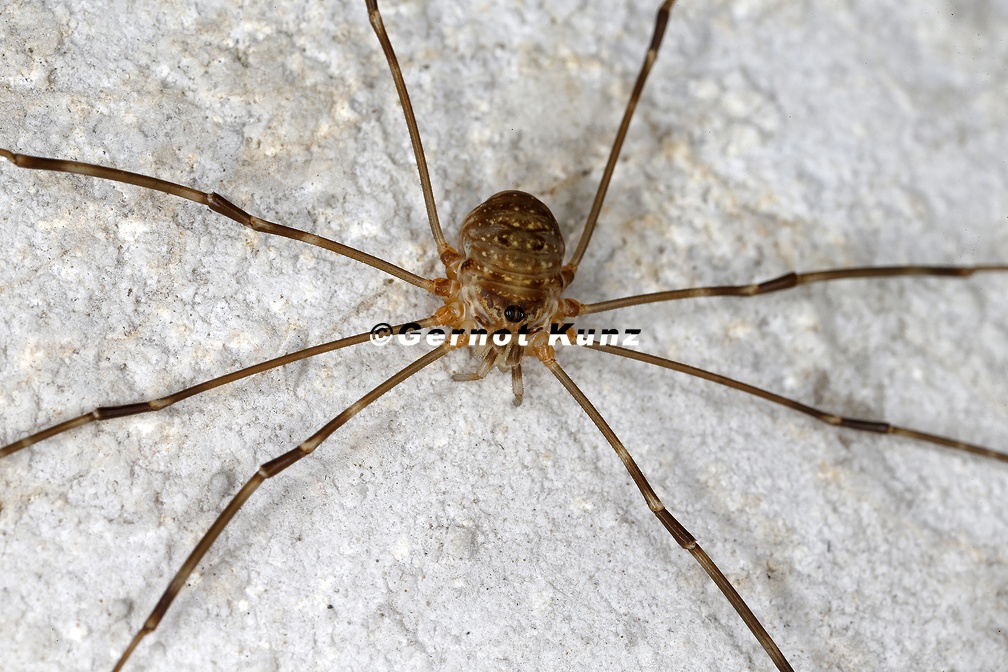 Amilenus aurantiacus  H  hlenlangbein W9 2