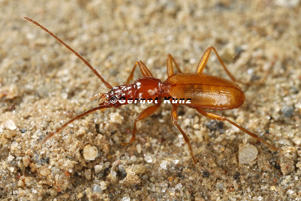 Anophthalmus schatzmayri 2 2