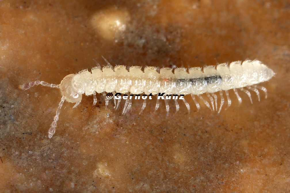 Brachydesmus subterraneus  5 2