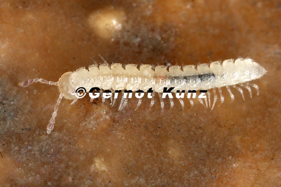 Brachydesmus subterraneus  5 2