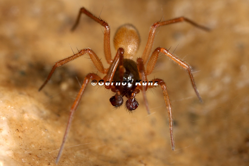 Erigoninae indet  3 2