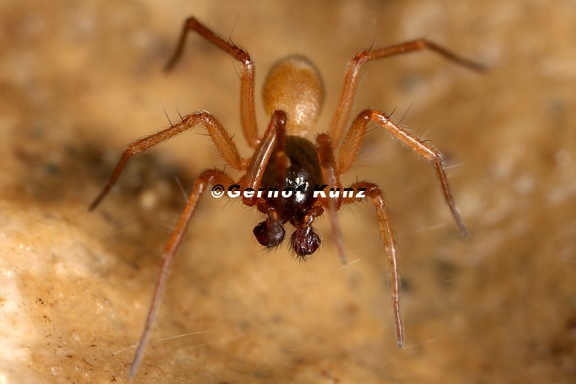 Erigoninae indet  3 2