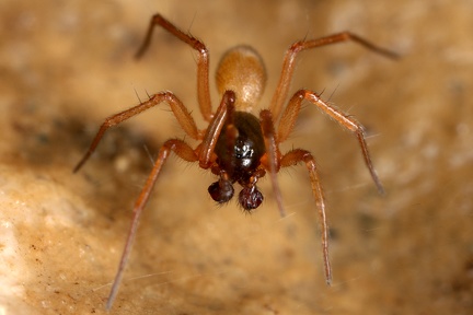 Erigoninae indet  3 2