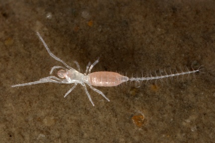 Eukoenenia austriaca stinyi Tasterl  ufer 9 2