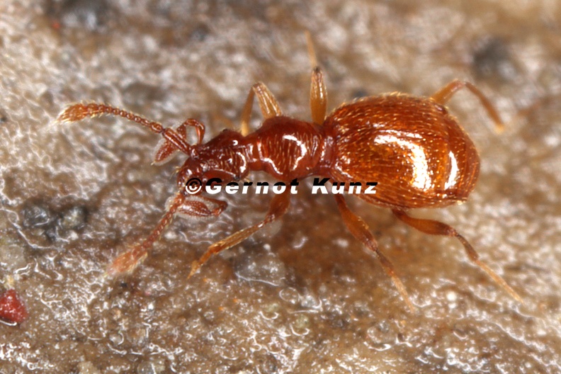 Pselaphidae indet  6 2