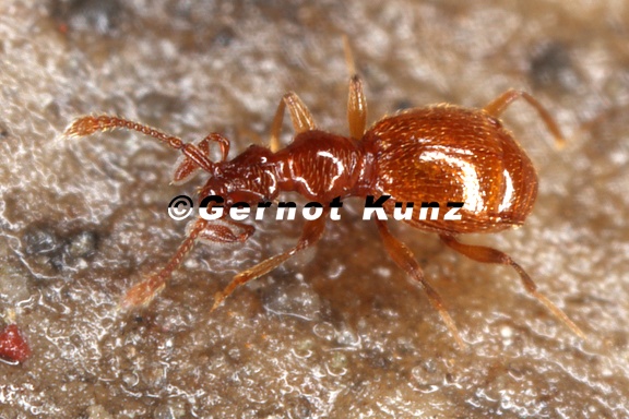 Pselaphidae indet  6 2