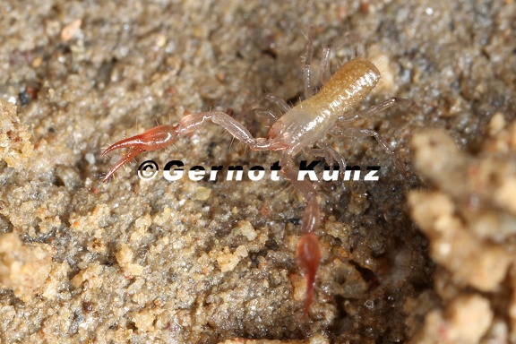 Roncus carinthiacus  2 2