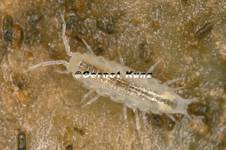 Mesonicus_alpicola_alpicola__Assel_3_2.jpg