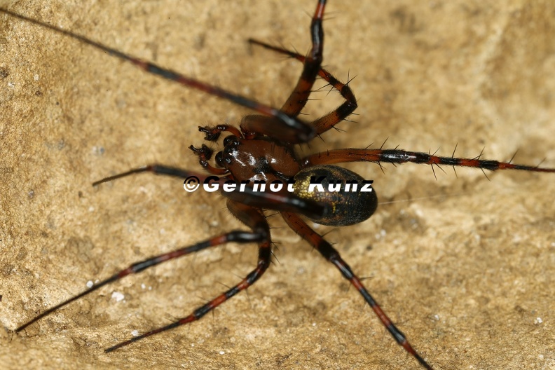 Meta_menardi__H__hlenkreuzspinne_2_1.jpg