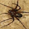 Meta menardi  H  hlenkreuzspinne 2 1