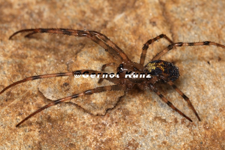 Meta_menardi__H__hlenkreuzspinne_W6_2.jpg